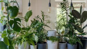 Caring for Houseplants