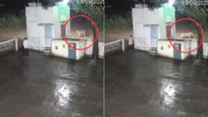 Lion and Man Come Fact to Face