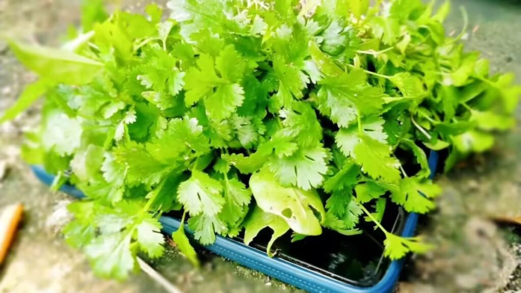 Simple Ways to Keep Coriander Leaves Fresh