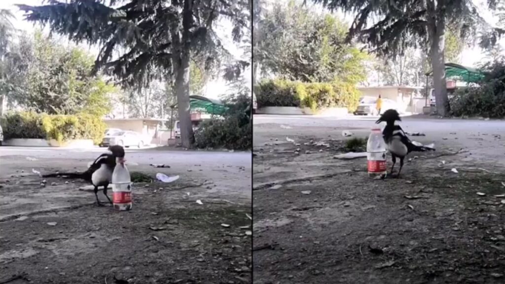 Thirsty Crow Story