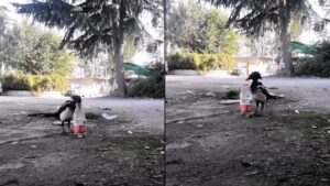 Thirsty Crow Story